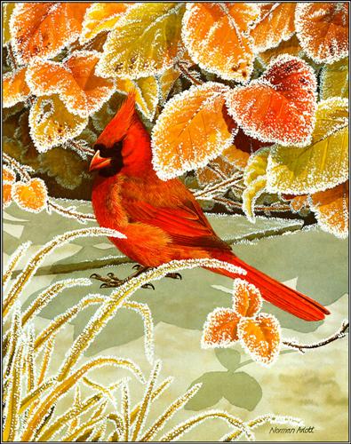 Ptaki malowane - Northern Cardinal.jpg