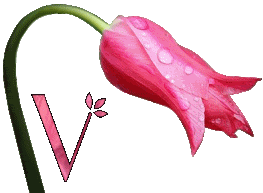 Różowy tulipan - V.gif