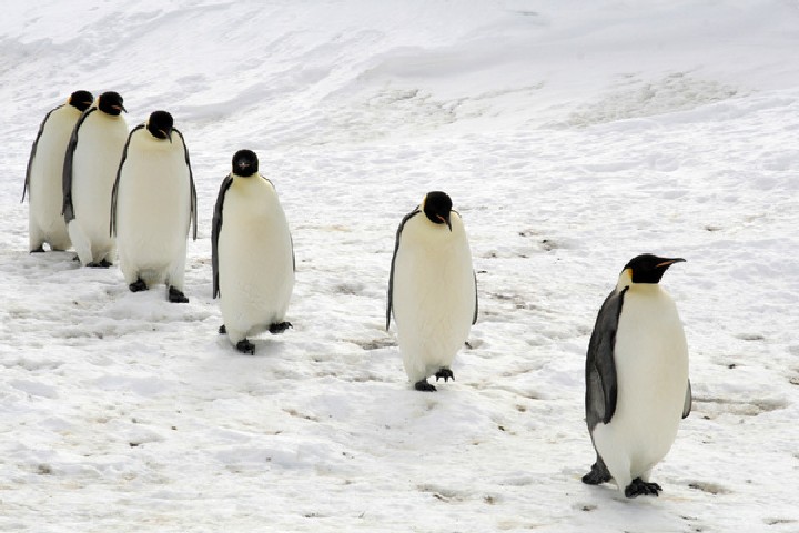 Eskimos - Antarktyda_3829673.jpg