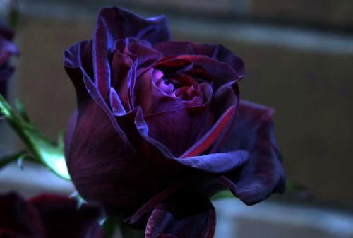Galeria Kwiatów - O-W róża aksam.granat-szkarł.bmp