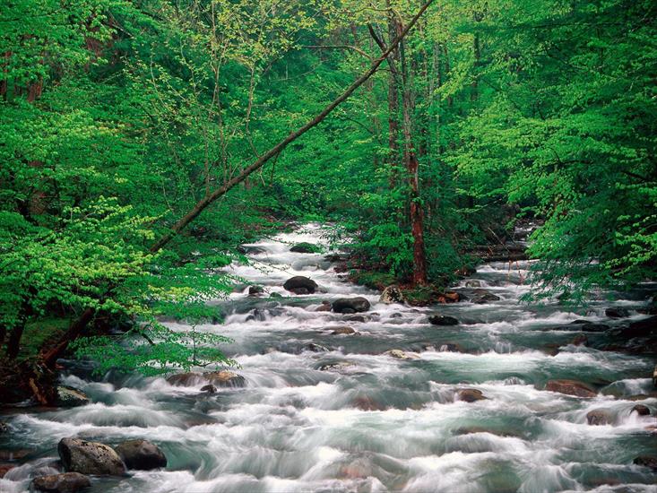 Ciekawe - Little Pigeon River, Great Smoky Mountains, Tennessee.jpg