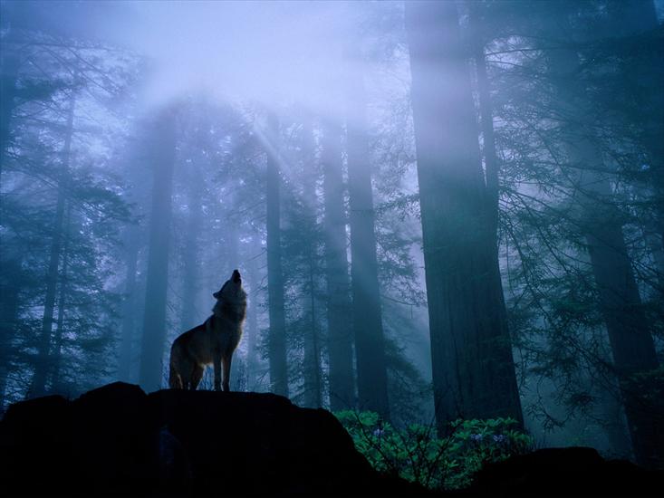 animals wallpapers hq - warming_up_for_the_nights_howl__gray_wolf.jpg