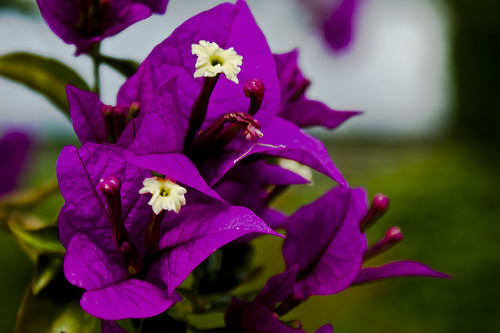 KWIATY FIOLETOWE - violet-flower-3.jpg