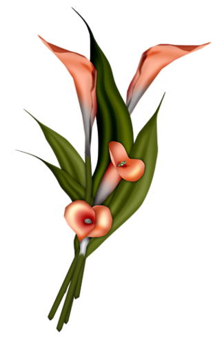 lilie - kwiat 16.png