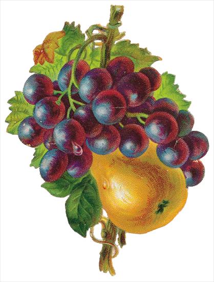   Fruits and Flowers ze starych pocztówek - 223.TIF