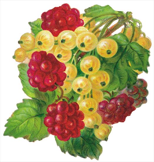   Fruits and Flowers ze starych pocztówek - 058.TIF