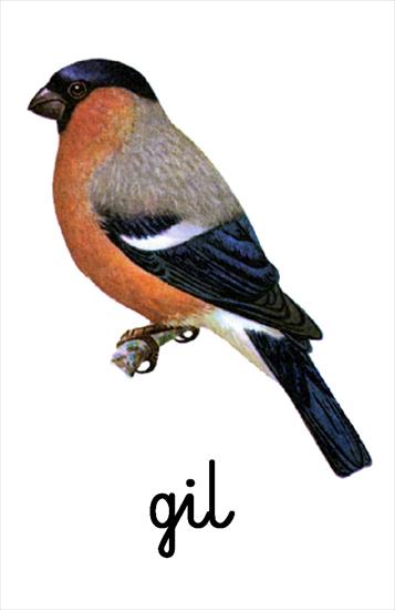 Ptaki - 10 Ptaki Gil.bmp