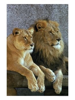 lwy - lions-1.jpg