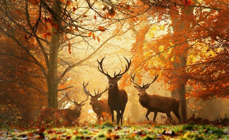 ZWIERZĘTA - deer_grass_leaves_autumn_trees_59721_1920x1180.jpg