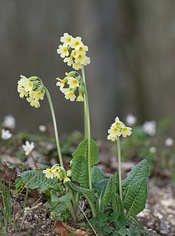 Rośliny zielne - Primula elatior - pl.wikipedia.org.jpg