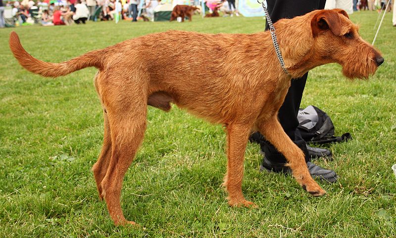 Rasy psów - Terrier irlandzki.jpg