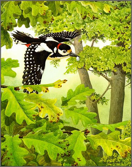 Ptaki malowane - Great Spotted Woodpecker.jpg