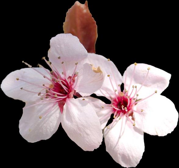 Kwiaty wiśni i jabłoni - ddb5eec7a9d1.png