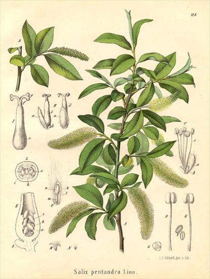 Salix - Salix pentandra.jpg