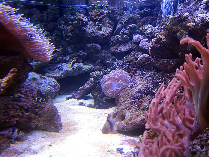 Rafa koralowa - 0082.jpg