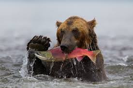 Niedźwiedzie z Kamczatki folder zachomikowany od grizzly-57 - images 6.jpg