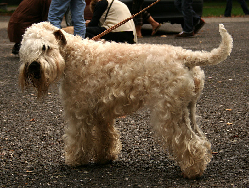 Rasy psów - Soft Coated Wheaten Terrier.jpg