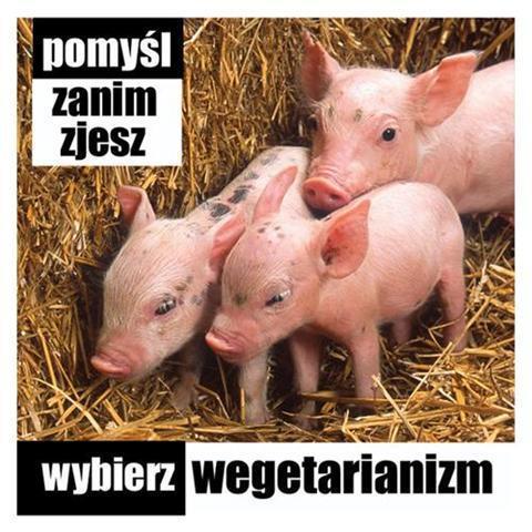 Zdjęcia - wegetarianizm_2.jpeg