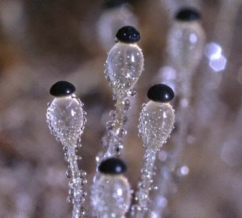 Fascynujące Grzyby - Pilobolus crystallinus.jpg