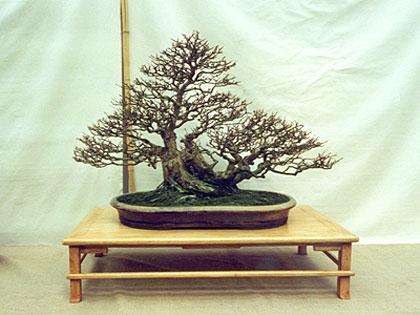 Drzewka Bonsai - raft-style-bonsai.jpg