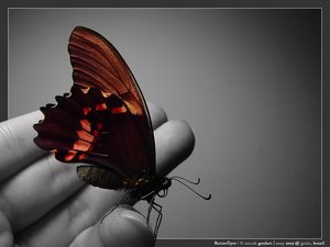 Motyle - motyl 2.jpg