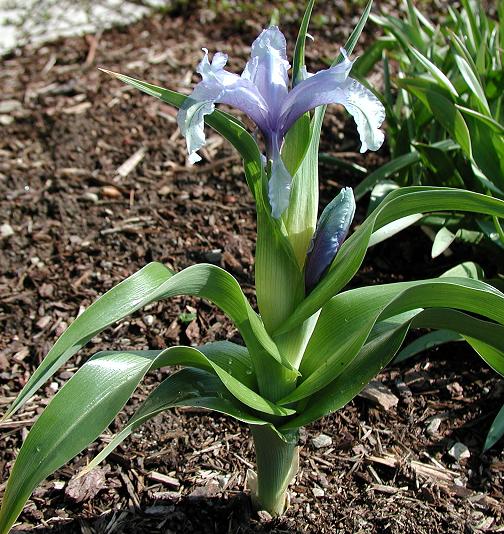Rośliny zielne - Iris aucheri www.plantbuzz.com.jpg