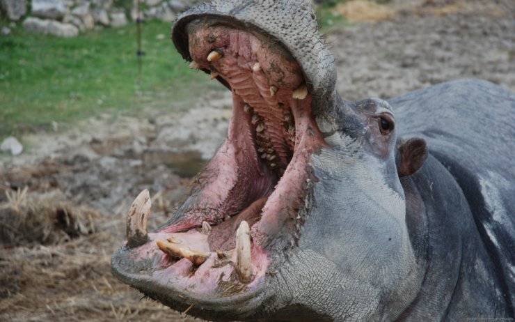 ZWIERZĘTA - Animal_hippo_276966.jpg