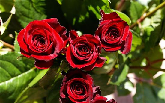 gify do segregacji - red-roses-02713_high.jpg