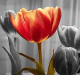 nostalgia z odrobiną koloru - tulips.jpg