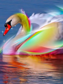 Galeria - Beauty_Swan.jpg